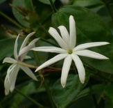 Angel Wing Jasmine, Shining Jasmine, Star Jasmine, Jasminum nitidum, J. magnificum, J. ilicifolium, J. laurifolium nitidum, copyright � almostedenplants.com